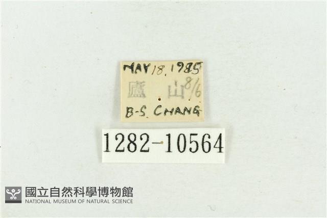 臺灣斑蕊夜蛾藏品圖，第3張