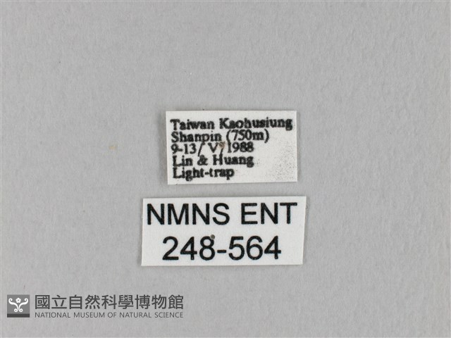 馬尾松枯葉蛾藏品圖，第3張
