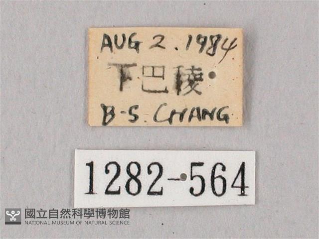 粗斜紋天蛾藏品圖，第3張