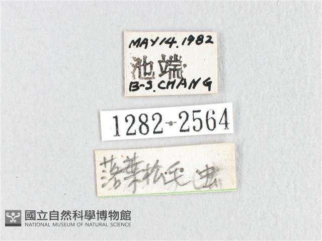 鋸紋枯葉蛾藏品圖，第3張