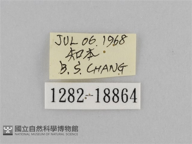 切翅眉眼蝶藏品圖，第3張