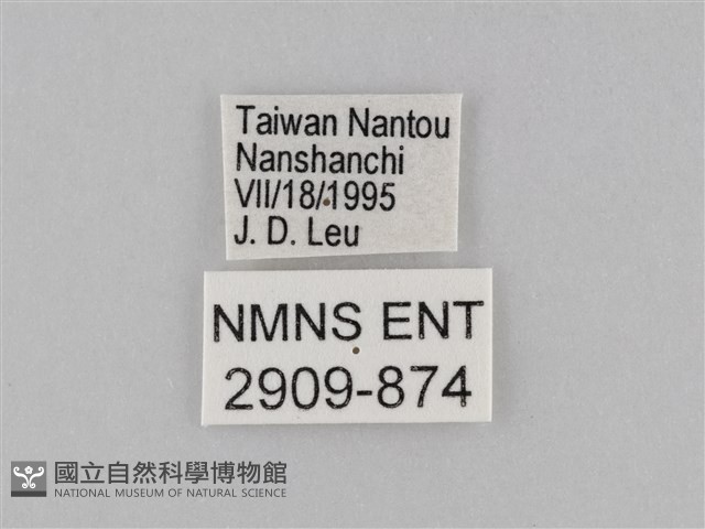 密紋波眼蝶藏品圖，第3張
