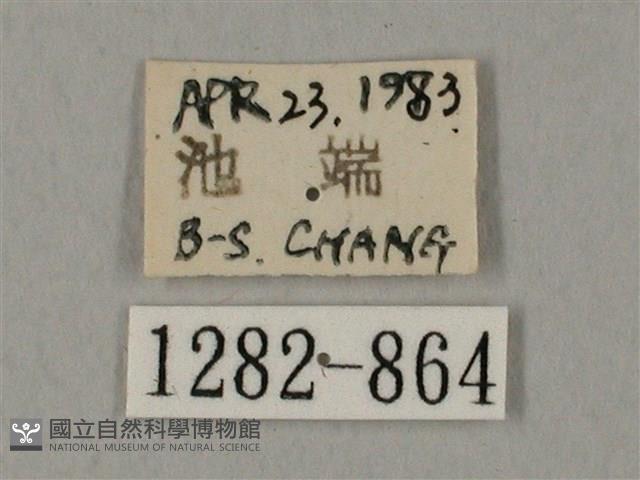 圓斑鷹翅天蛾藏品圖，第3張