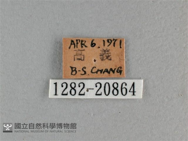 玉帶弄蝶藏品圖，第3張