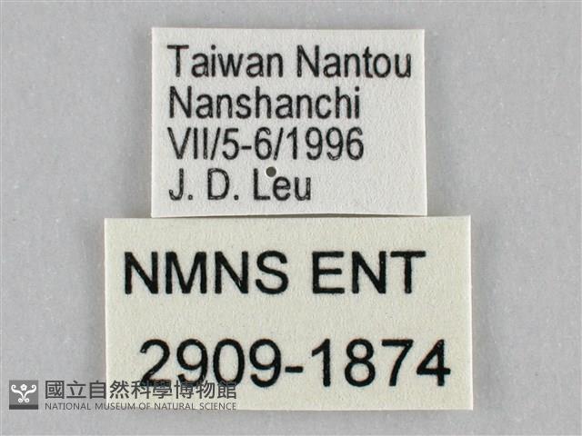 鋸粉蝶藏品圖，第3張