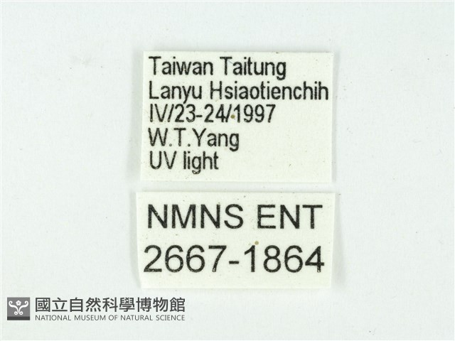 叉紋閃舞蛾藏品圖，第3張