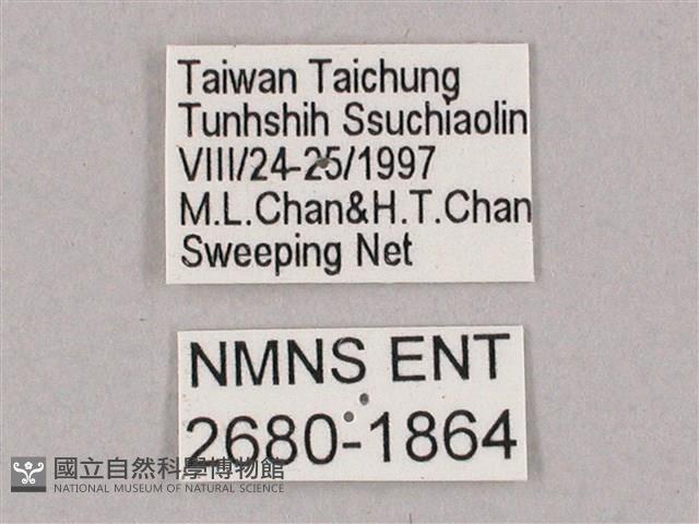 斜綠天蛾藏品圖，第3張