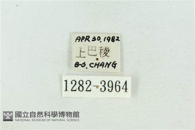 菊池污燈蛾藏品圖，第3張