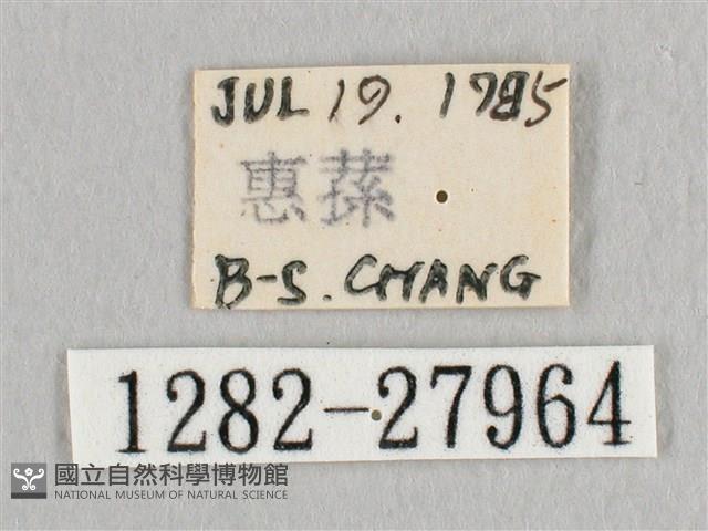 鉛斑帶鉤蛾藏品圖，第3張