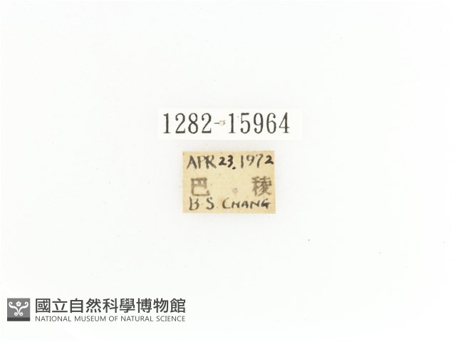 臺灣角金龜藏品圖，第2張