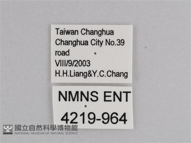 樺斑蝶藏品圖，第3張