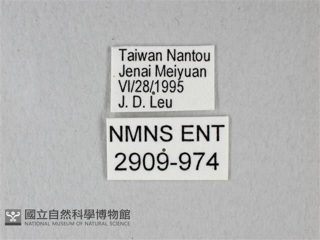 異粉蝶、雌白黃蝶藏品圖，第3張