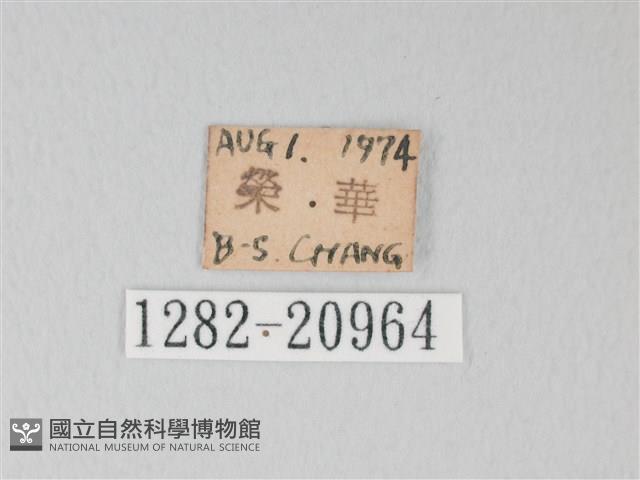 綠灰蝶埔里亞種藏品圖，第3張