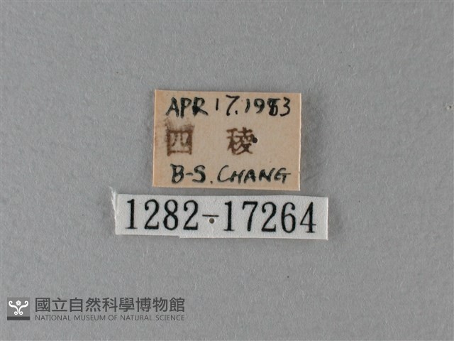 大絹斑蝶藏品圖，第3張