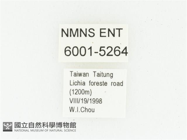 野村虎斑花金龜藏品圖，第2張