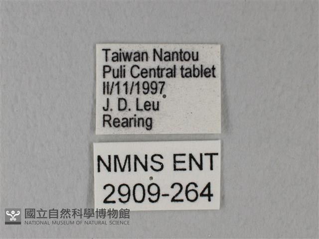 白粉蝶、紋白蝶藏品圖，第3張