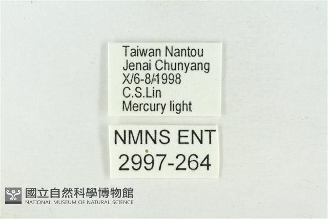 臺洒波紋蛾藏品圖，第3張