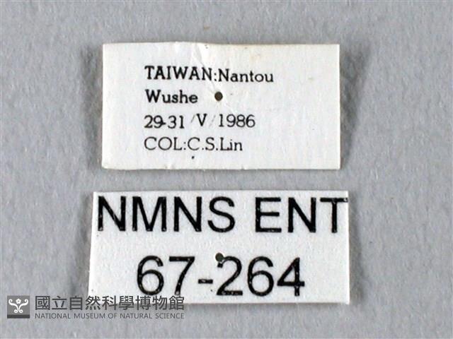 臺灣長尾水青蛾藏品圖，第3張