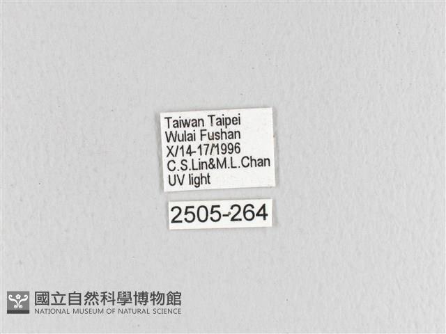 大斑Y毛蟲藏品圖，第3張