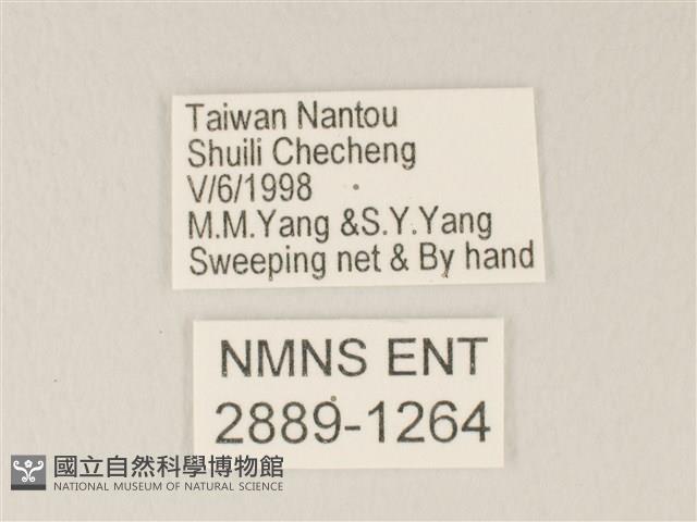 靛色琉灰蝶藏品圖，第3張
