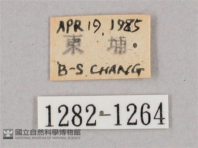 盾天蛾藏品圖，第3張