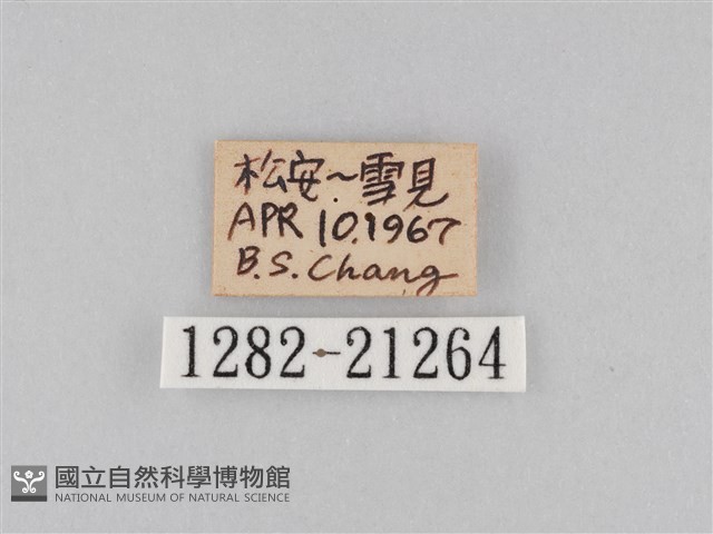 大波眼蝶藏品圖，第3張