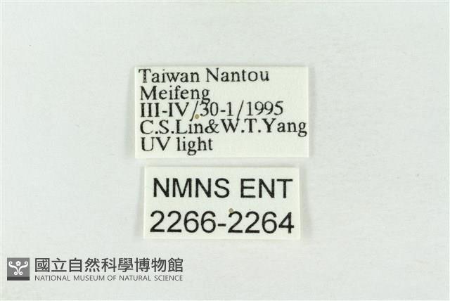 連珠波紋蛾藏品圖，第3張