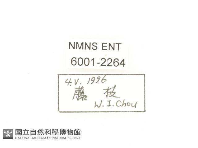 臺灣鍬形金龜藏品圖，第2張