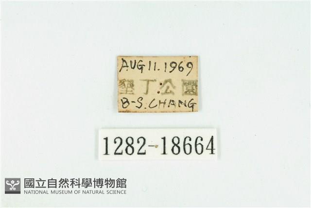 黑點灰蝶藏品圖，第3張
