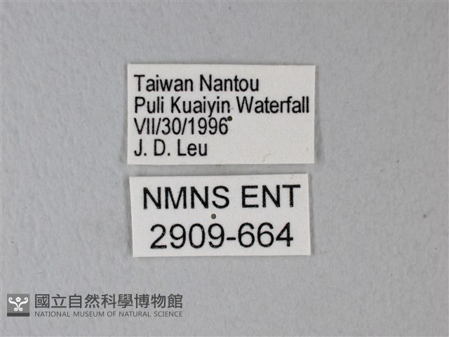 橙端粉蝶、端紅蝶藏品圖，第3張