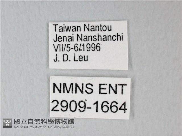細邊琉灰蝶藏品圖，第3張