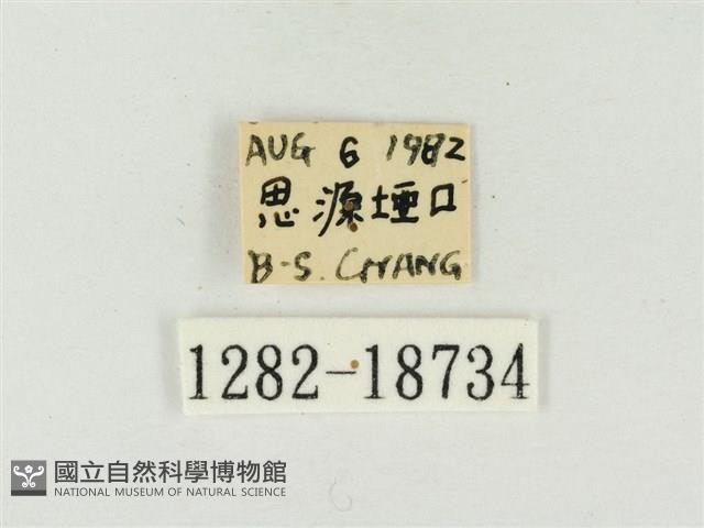 青雀斑灰蝶藏品圖，第3張