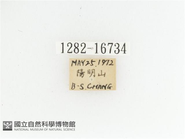 艷金龜藏品圖，第2張