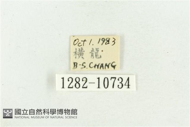 臺灣斑蕊夜蛾藏品圖，第3張