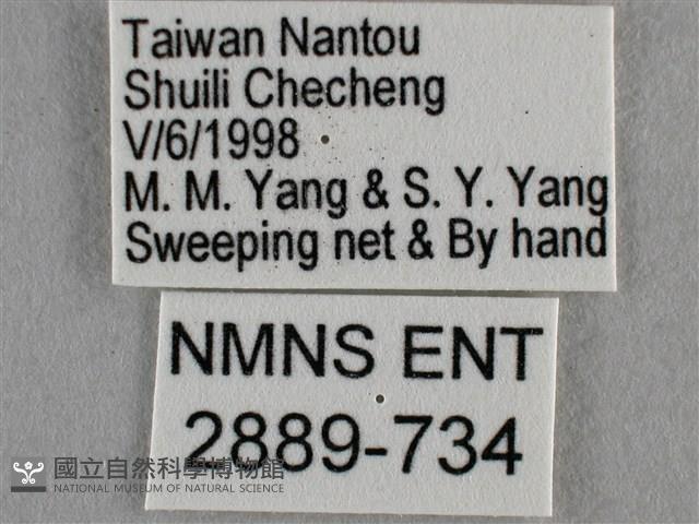 波灰蝶藏品圖，第3張