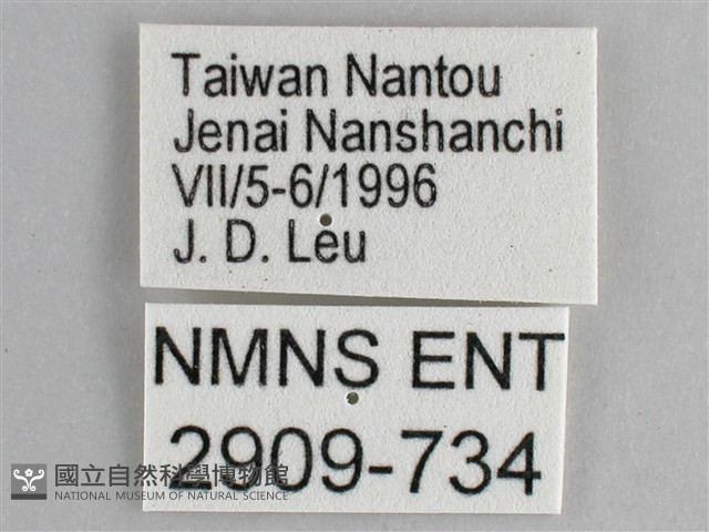細帶環蛺蝶藏品圖，第3張