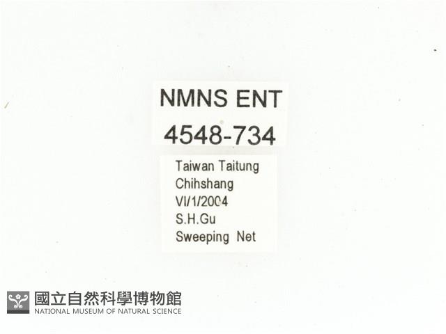 東方白點花金龜藏品圖，第2張