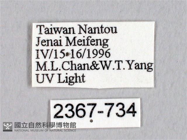 蓬萊灰紋帶蛾藏品圖，第3張