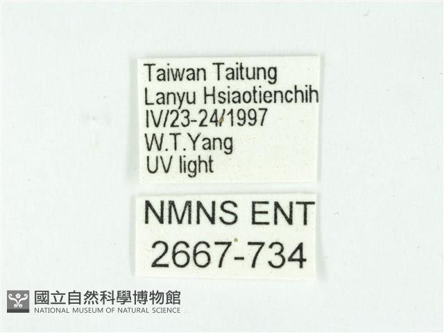 叉紋閃舞蛾藏品圖，第3張