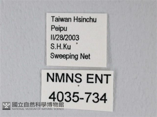 細邊琉灰蝶藏品圖，第3張