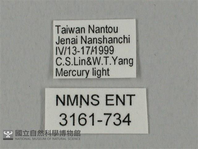 裂斑鷹翅天蛾藏品圖，第3張