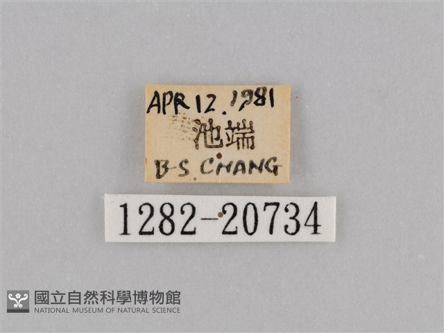 深山黛眼蝶藏品圖，第3張