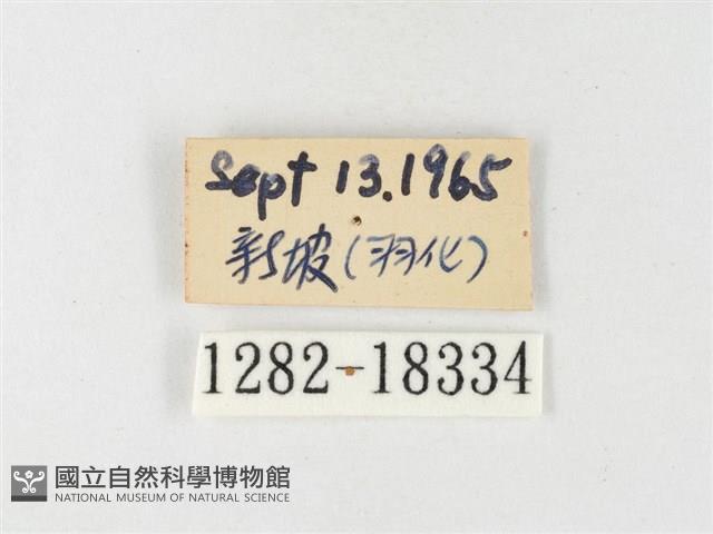 島嶼黃蝶、江崎黃蝶藏品圖，第3張