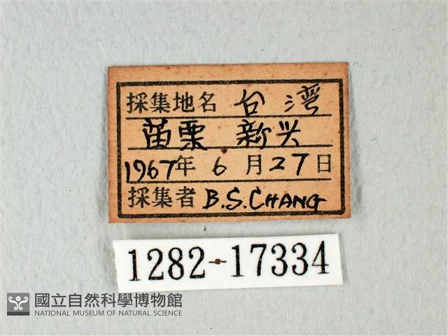 緣點白粉蝶藏品圖，第3張