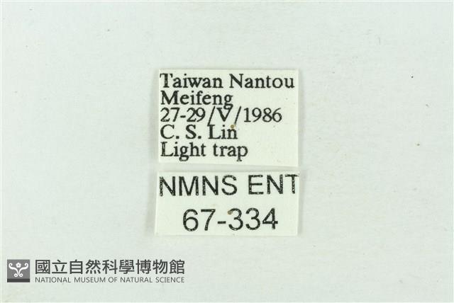 臺雪苔蛾藏品圖，第3張