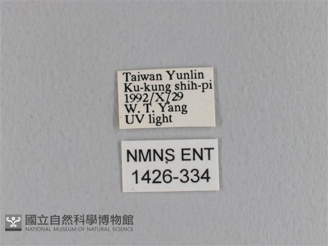 大褐斑枯葉蛾藏品圖，第3張