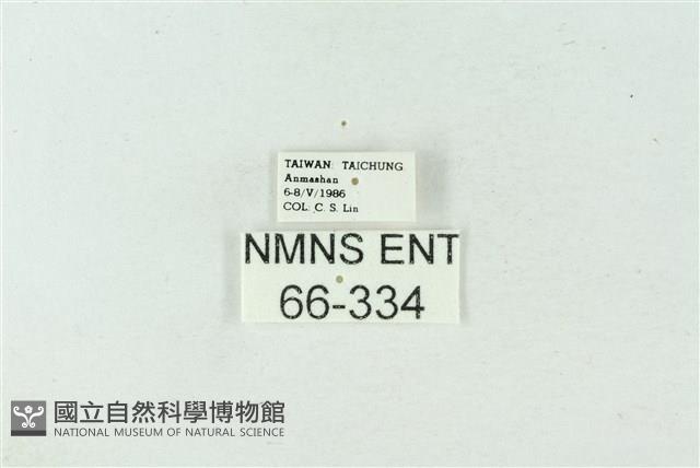 臺雪苔蛾藏品圖，第3張