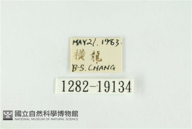 黑翅黃毒蛾藏品圖，第3張