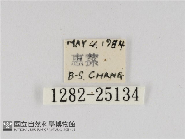 線紋篩蛾藏品圖，第3張