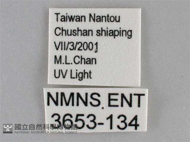 扁刺蛾藏品圖，第3張